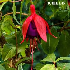 Tamu floriculture program | hanging baskets. Hanging Basket Fuchsia Jubie Lin White House Nursery
