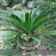 Image result for Cycas