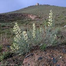 Image result for Sophora inhambanensis