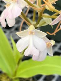 Image result for Habenaria arenaria