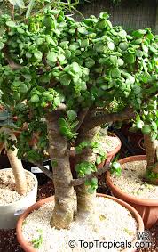 If there is, this page will definitely be updated! Portulacaria Afra Elephant S Food Elephant Bush Baby Jade Crassula Portulacaria Toptropicals Com