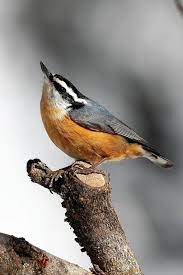 Males are brighter than females. Why The Red Breasted Nuthatch Is This Birder S Favorite
