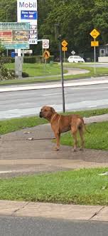 Daughter just saw a tan medium dog get hit by a car