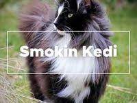smokin kedi cinsi ozellikleri ve bakimi panosundaki pin