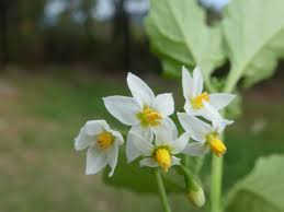 Image result for Solanum memphiticum