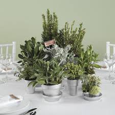 Potted Plants As Centerpieces