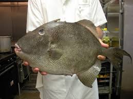 Nov 20, 2020 · different ways of cooking triggerfish grilling triggerfish. Trigger Fish Whole Fish
