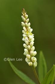 Image result for Polygala senensis