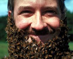 Unsung Heroes: Meet the beneficial insects doing good work