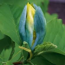 MAGNOLIJA AGURKINĖ 'SEIJU'