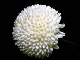 Chrysanthemum White Pom Pom Chrysanthemum Flowers White Chrysanthemum