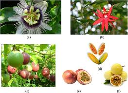 Image result for Passifloraceae