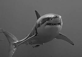 Black And White Shark Species Carcharodon Carcharias Photographer Terry Goss Http Eol Org Data Objects 6827565 Great White Shark White Sharks Shark Attack