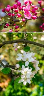 Grows to a height of 20 feet and spread of 20. Crabapples A Detailed Guide Identification Types Fruits Care