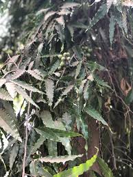 Image result for Monoon longifolium
