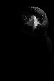 صور خلفيات سوداء hd عالية الجودة بفبوف black bird shades of black black and white