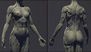 Reference guide for drawing male muscles. Artstation Female Anatomy Kit Mahdi Khouei Female Anatomy Female Anatomy Reference Anatomy Poses