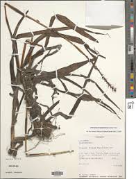 Image result for Chlorophytum subpetiolatum