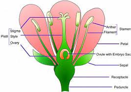 Parts Of Flowers Google Search Parts Of A Flower Creative Writing Lesson Parts Of A Plant