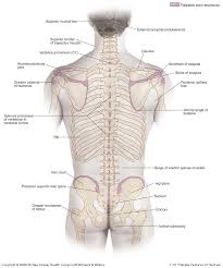The spinal cord and nerves travel within . Duke Anatomy Lab 1 Pre Lab Exercise