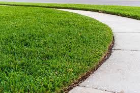 Use for control of leaf spot, rust and powdery mildew on house and garden plants, trees. Should I Buy Sod At Lowes Or Home Depot Considerations For Orlando Fl Homeowners