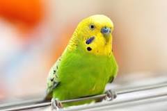 Image result