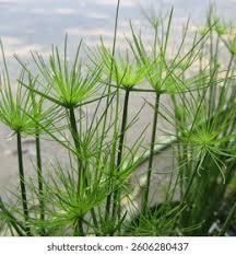 Image result for Cyperus haspan