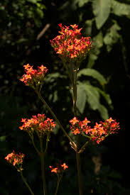 Image result for Kalanchoe crenata