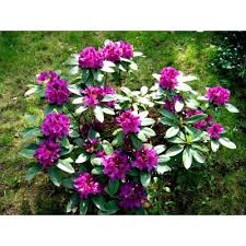 Rozanecznik Rhododendron Rasputin Rhododendron Rasputin Plants