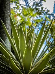 Image result for Agave vivipara