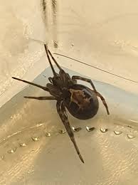Emphasis is on bites, how they live, why they the golden silk spider wraps its prey (insects) in silk thereby immobilizing it read more. False Black Widow Spiders Spotted In Various Irish Towns The Irish Post