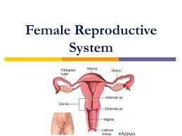 Here's a study that will make you blush. Female Reproductive System