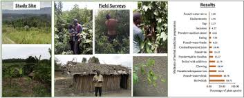 Image result for Bothriocline ugandensis