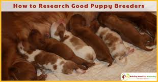 As registered naturopathic animal practitioners we provide effective natural animal medicine worldwide. Dog Breeders Near Me Archives Raising Your Pets Naturally With Tonya Wilhelm