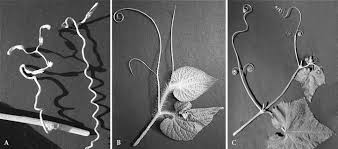 Image result for Raphidiocystis jeffreyana