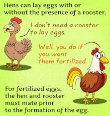 How Are Chicken Eggs Fertilized Chicken Eggs Eggs Chickens