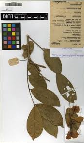 Image result for Berlinia grandiflora