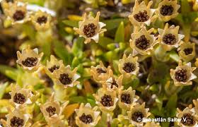 Image result for Craterostigma purpureum