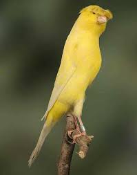 Maybe you would like to learn more about one of these? The Canaries Of Postures Canaries Of Postures