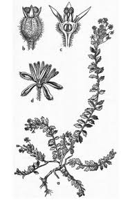Image result for Laurembergia repens