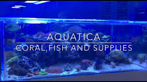 Let overstock.com help you discover designer brands & home goods at the lowest prices online. Whitlyn Aquatics Behind The Scenes Store Grand Opening Youtube