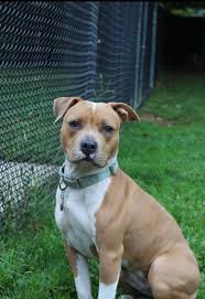 See more of pitbull puppies for adoption on facebook. Pin On Sobaki