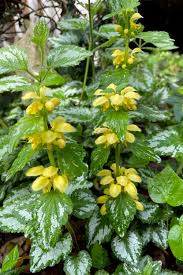 Image result for Lamium galeobdolon