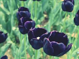 Are black tulips really black? The Black Tulip A Study Guide