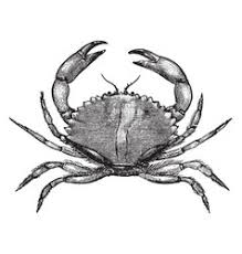 Sketch the mouth and tongue of the crab. Crab Drawing Vector Images Over 6 500