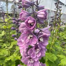 Image result for Delphinium