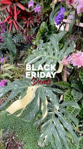 Image result for Afrosciadium