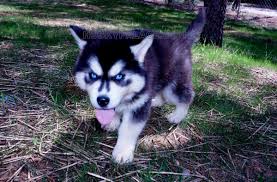 Puppies are all black whit. Brown Fur Blue Eyed Husky Cuteanimals