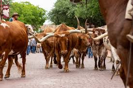 Maybe you would like to learn more about one of these? Visit Fort Worth The World S Only Twice Daily Cattle Drive Is Back Watch The Fort Worth Herd Every Day At 11 30 A M And 4 P M In The Fort Worth Stockyards Facebook