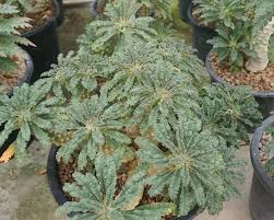 Image result for Dorstenia